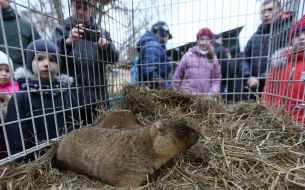 Groundhogs
