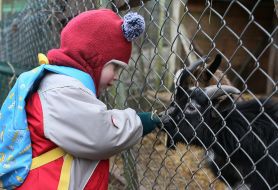 Child near cage with goat