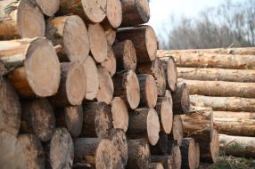 Заготовка древесины на госпредприятии "Остерское лесное хозяйство"