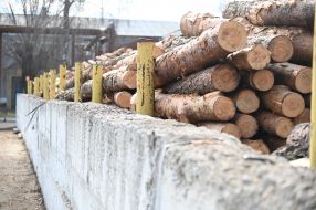 Заготовка древесины на госпредприятии "Остерское лесное хозяйство"