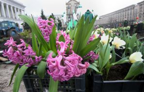 Flowers for flower beds