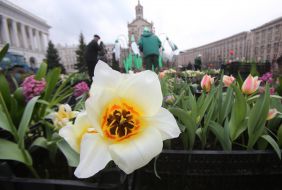 Flowers for flower beds