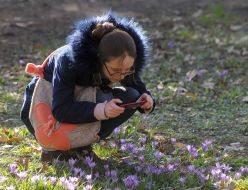 Crocuses bloom