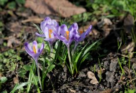 Crocuses bloom