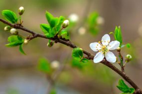 Flowering branch of plum