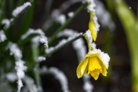 Daffodils