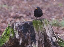 Черный скворец