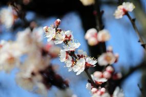 Blossoming apricot branch in Kiev