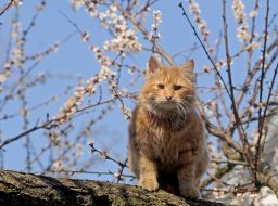 Рыжий кот на фоне цветущего абрикоса