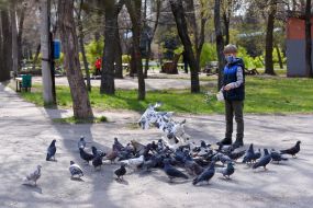 Boy feeds pigeons