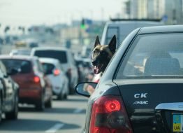Dog in car