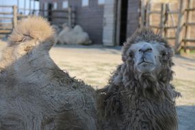 Camel in the  "XII months" zoo
