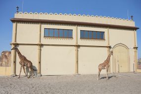 Giraffe in the  "XII months" zoo