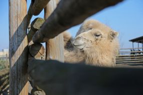 Camel in the  "XII months" zoo