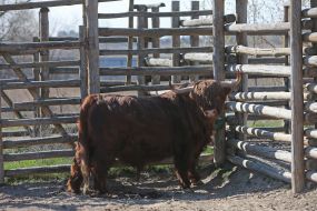 Bull in the  "XII months" zoo