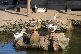 The goose in the  "XII months" zoo