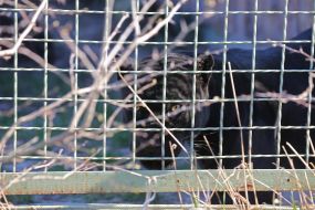 Black jaguar in the  "XII months" zoo
