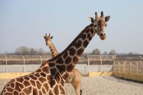 Giraffe in the  "XII months" zoo