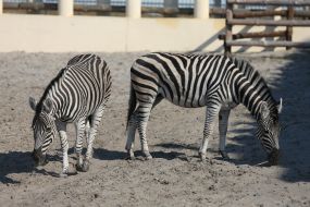 Zebras in the  "XII months" zoo