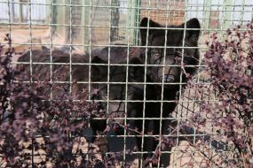 Черный волк