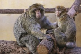 Monkey in the  "XII months" zoo