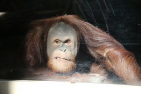 Orangutan in the  "XII months" zoo