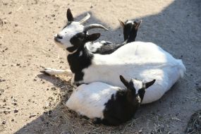 Goats in the  "XII months" zoo