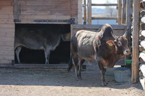 Zebu in the  "XII months" zoo