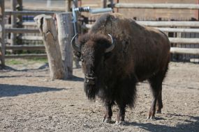 Buffalo in the  "XII months" zoo