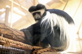 Monkey in the  "XII months" zoo