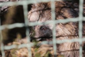 Raccoon dog in the  "XII months" zoo