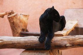 Black jaguar in the  "XII months" zoo