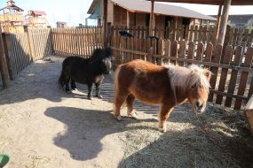 Mini pony in the  "XII months" zoo