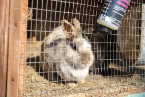 Rabbit in the  "XII months" zoo