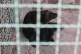 wolverine in the  "XII months" zoo