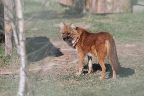 Red Mountain Wolf in the  "XII months" zoo