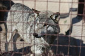 Wolf in the  "XII months" zoo