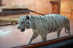 Bengal tiger in the  "XII months" zoo
