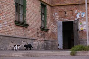 Коты у дома