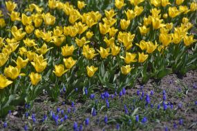 Tulips on flowerbed in the Ascension Park in Zaporozhye