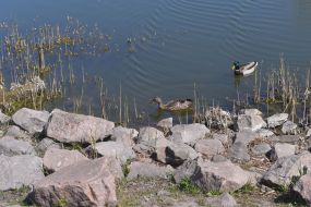 Ducks swim in a lake in the Ascension Park in Zaporozhye