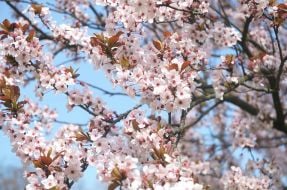 Весна в Чернигове