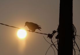 Ворона сидит на проводе на фоне солнца