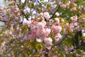 Цветущие сакуры в Запорожье