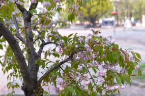 Цветущие сакуры в Запорожье