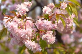 Цветущие сакуры в Запорожье