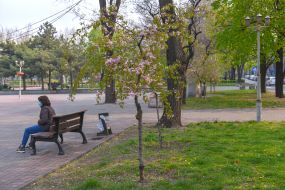 Цветущие сакуры в Запорожье