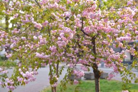 Цветущие сакуры в Запорожье