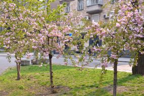 Цветущие сакуры в Запорожье