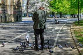 Man feeds pigeons